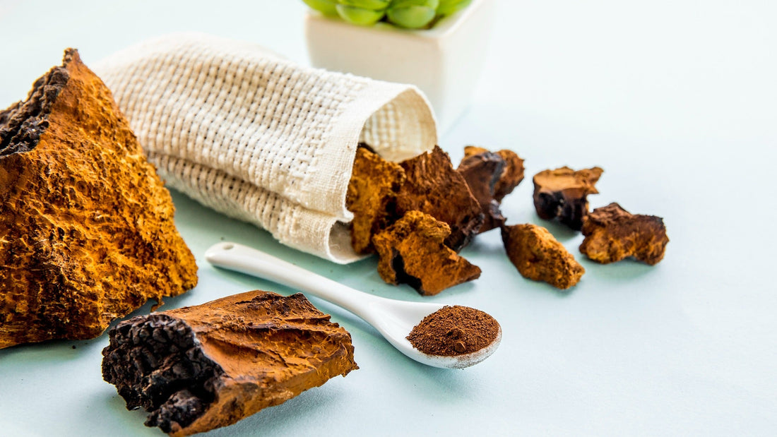 Birch Chaga: Nature’s Powerful Superfood