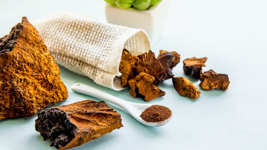 Birch Chaga: Nature’s Powerful Superfood